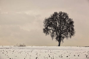 Einsamer Baum