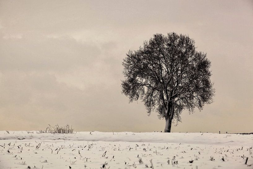 Lonely Tree van Rob Boon