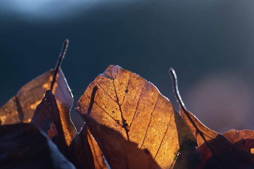 goldene Blätter von Tania Perneel