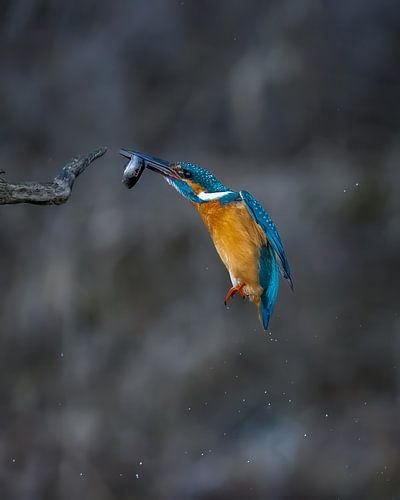 IJsvogel met vis