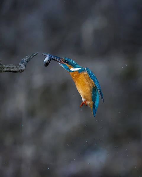 Kingfisher with fish by Hans-Bernd Lichtblau