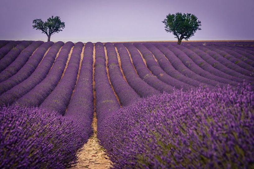 Lavendel landschap van Pieter van Dieren (pidi.photo)