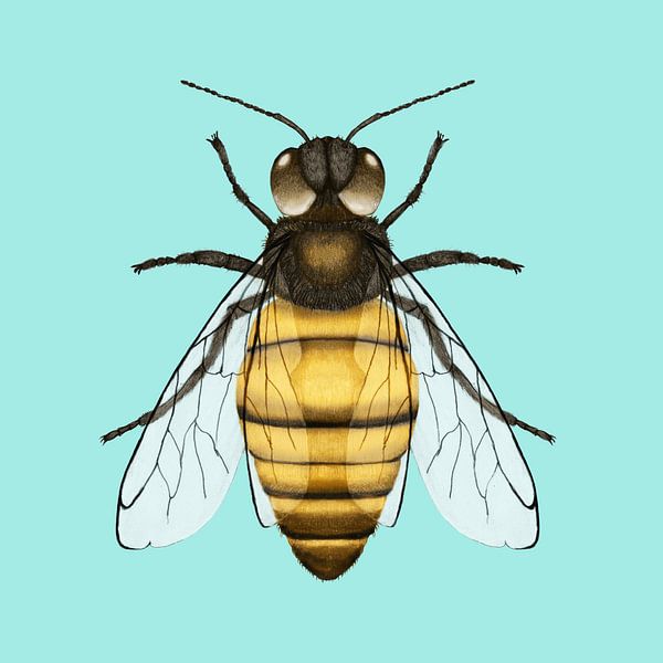 Honingbiene von Bianca Wisseloo