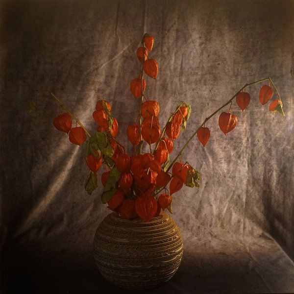 Stillleben mit Lampionblume von Herman Peters