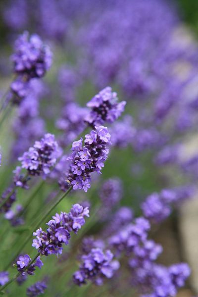 Lavendel lila von Heleen Klop
