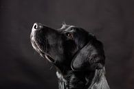 Schwarzer Hund, Labrador Retriever von Hennnie Keeris Miniaturansicht