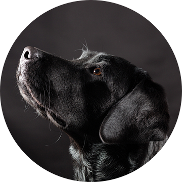 Zwarte hond, Labrador Retriever van Hennnie Keeris