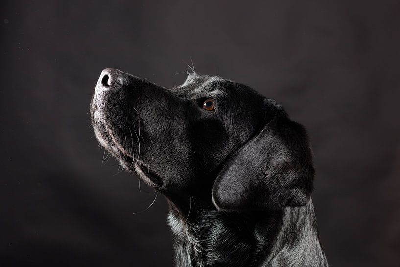 Schwarzer Hund, Labrador Retriever von Hennnie Keeris