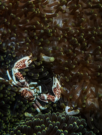 Neopetrolisthes maculatus von Enak Cortebeeck