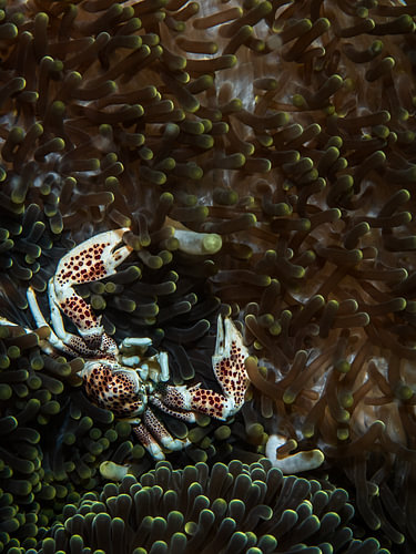 Neopetrolisthes maculatus