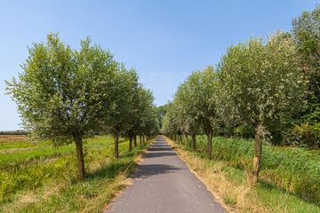 Bomenlaan in de Biesbosch van Nel Diepstraten