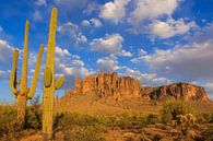 Saguaro im Lost Dutchman State Park, Arizona von Henk Meijer Photography Miniaturansicht
