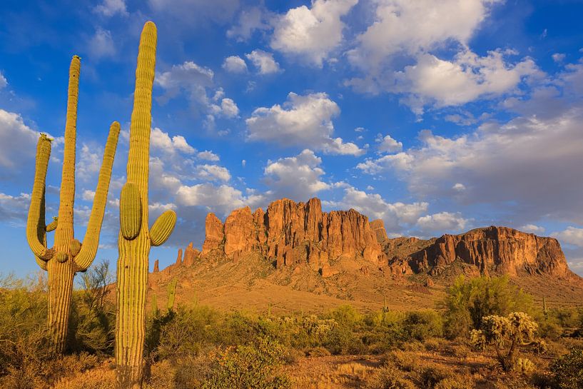 Saguaro dans le Lost Dutchman State Park, Arizona par Henk Meijer Photography