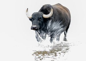 Le boeuf piétine dans l'eau.