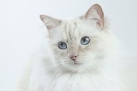 Ragdoll 'Looking sweet'