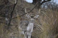 Fallow deer alert