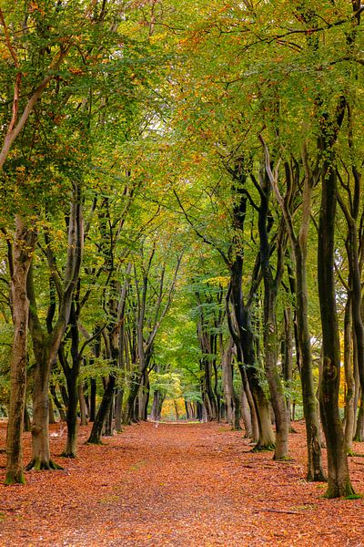 Chemin à travers une forêt de hêtres d'automne dans le Veluwezoom par Sjoerd van der Wal Photographie