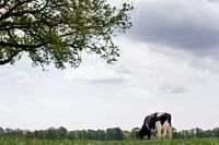 Cow in the Meadow