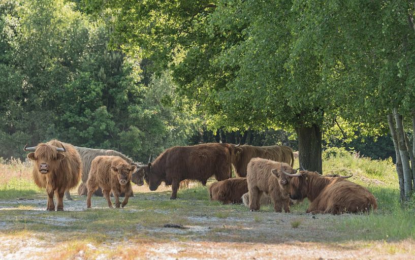 Schotse Hooglanders onder de bomen van Ans Bastiaanssen