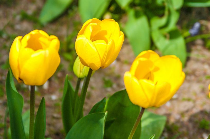 Yellow tulips by Norbert Sülzner