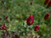 Nahaufnahme der roten Blüten des Inkarnat-Klees auf einer Wiese von Timon Schneider Miniaturansicht