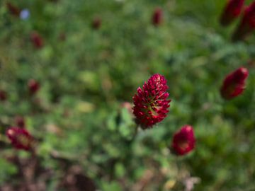 Nahaufnahme der roten Blüten des Inkarnat-Klees auf einer Wiese von Timon Schneider