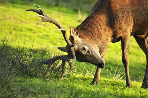 Hirsch beim Fegen