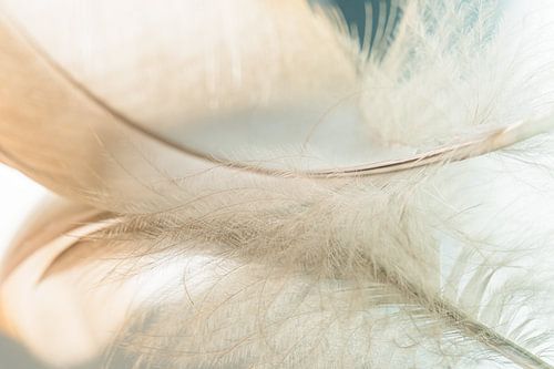 Ambiance rêveuse : Le duvet de la plume