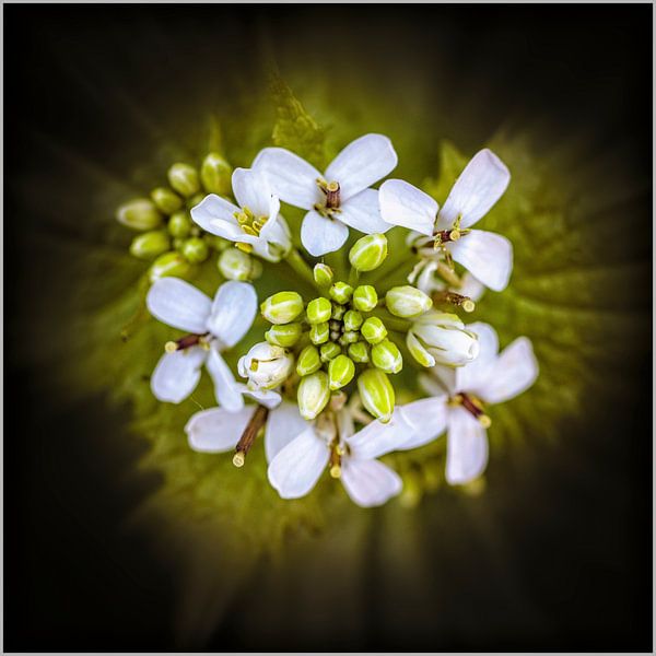 Wilde Plant van Rob Boon