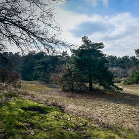 Panorama Boshuizerbergen: Winterliche Ruhe bei Venray von Kristof Leffelaer