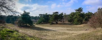 Panorama Boshuizerbergen: Winterse Rust bij Venray van Kristof Leffelaer