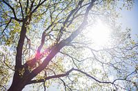 Sonniger Tag in Zwolle 2019