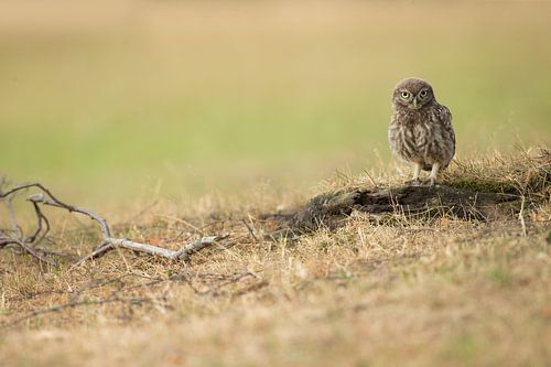 Juveniele Steenuil loert naar prooien op de grond