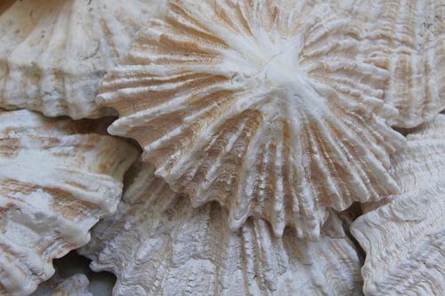 Treasures of the sea