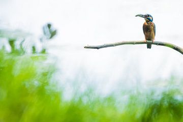 Eisvogel im Grünen von Danny Slijfer Natuurfotografie