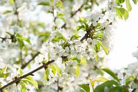 Blossom