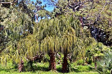 Betoverende palmbomen in de botanische tuin van Palermo van Silva Wischeropp