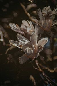Vor Tagesanbruch - Magnolie