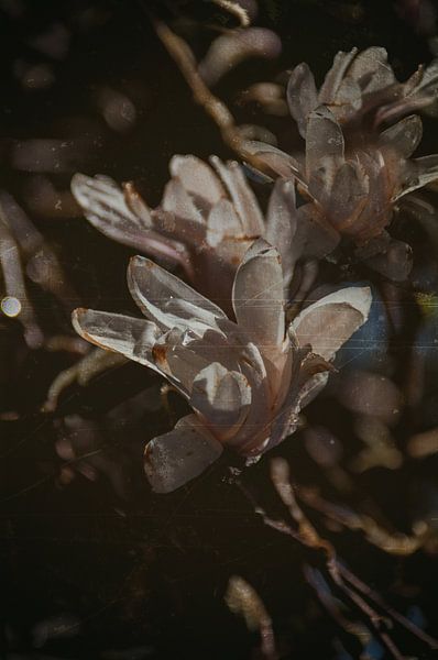 Before daybreak - Magnolia by Christine Nöhmeier