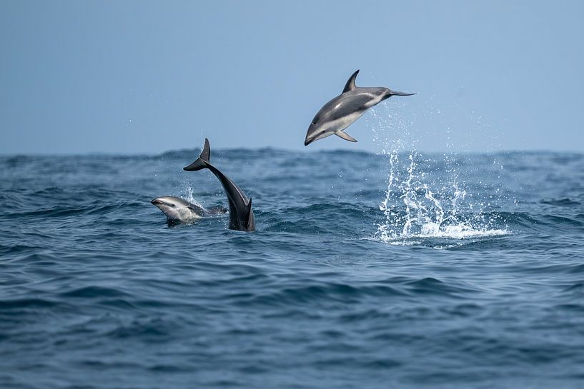 Dauphins sombres Océan Atlantique Afrique du Sud par Lex van Doorn