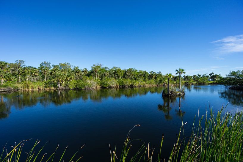 USA, Floride, Eau silencieuse d'un lac dans les Everglades, paysage naturel par adventure-photos