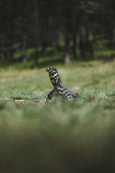 A hefty monitor lizard looking for food in the wilds of the Blue Mountains Australia by Ken Tempelers