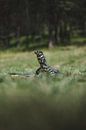 A hefty monitor lizard looking for food in the wilds of the Blue Mountains Australia by Ken Tempelers thumbnail