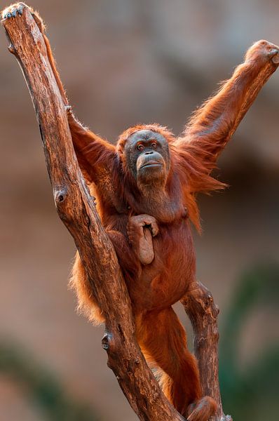 Orang-outan femelle par Mario Plechaty Photography