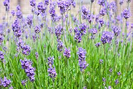 Lavendel von Pieter Wolthoorn