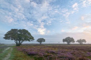 Sunrise on the blossoming purple heather by Ad Jekel