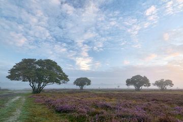 Zonsopkomst op de bloeiende paarse hei van Ad Jekel