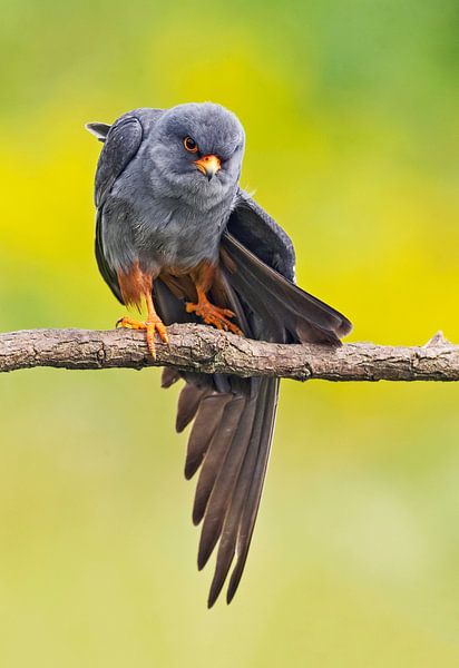Adult male Red-footed Falcon (Falco vespertinus) by Beschermingswerk voor aan uw muur