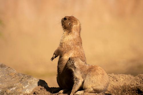 Curious prairie dogs