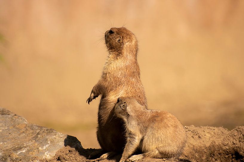 Curious prairie dogs by Kenji Elzerman